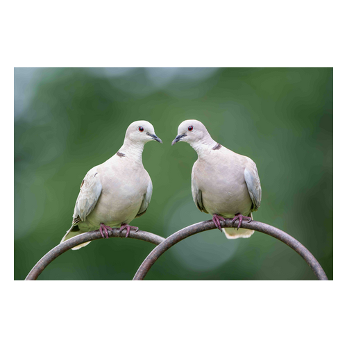 Dove - None
